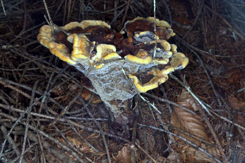 Phaeolus schweinitzii